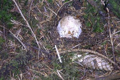 Hexenei - im Vorstadium zur Stinkmorchel ein hervorragender Wrzpilz!