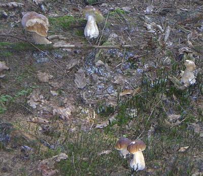 Leckere Gesellschaft von Steinpilzen