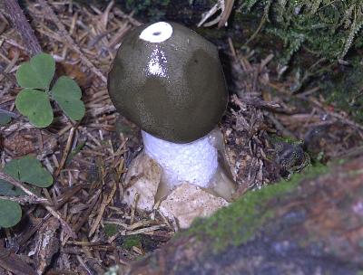 Die Stinkmorchel - nur ein Genuss fr die Augen!