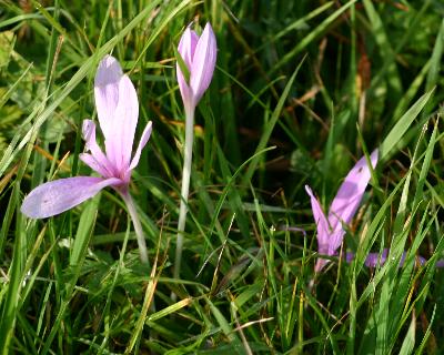 Herbzeitlose im Altburgtal