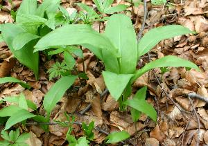 Brlauch vor der Blte - so ist er am leckersten!