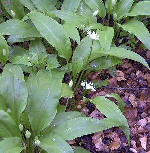 Brlauch mit Knospen und Blten