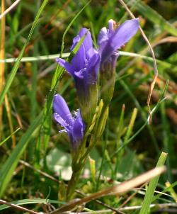 Fransenenzian im Oktober 2005