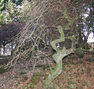 Kleine Krausbuche bei Fleringen 2006