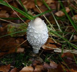 Schopftintling auch "Spargelpilz" genannt