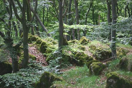 Auf der Keltenfliehburg