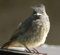 Rotschwanzkken in der Mauser