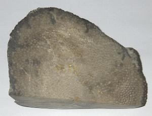 Handgeschliffene Koralle in Dolomit aus der Prmer Kalkmulde - ein seltenes Stck