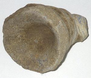 Rhrenkoralle aus Rommersheim