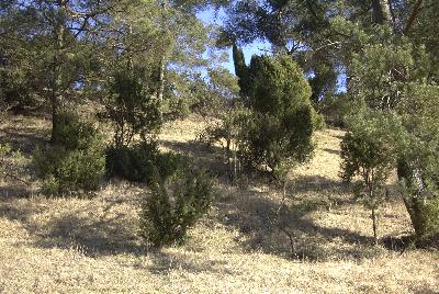 Wacholder am Galgenberg