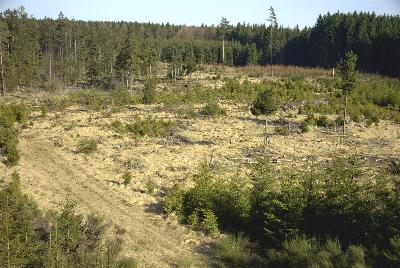Hochmoor bei Hersdorf - ein aufgegebner Torfstich