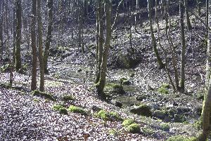 Irgendwo am Kupferbach Richtung Rommersheim