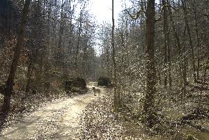 Ein seltenes heimisches Raubtier